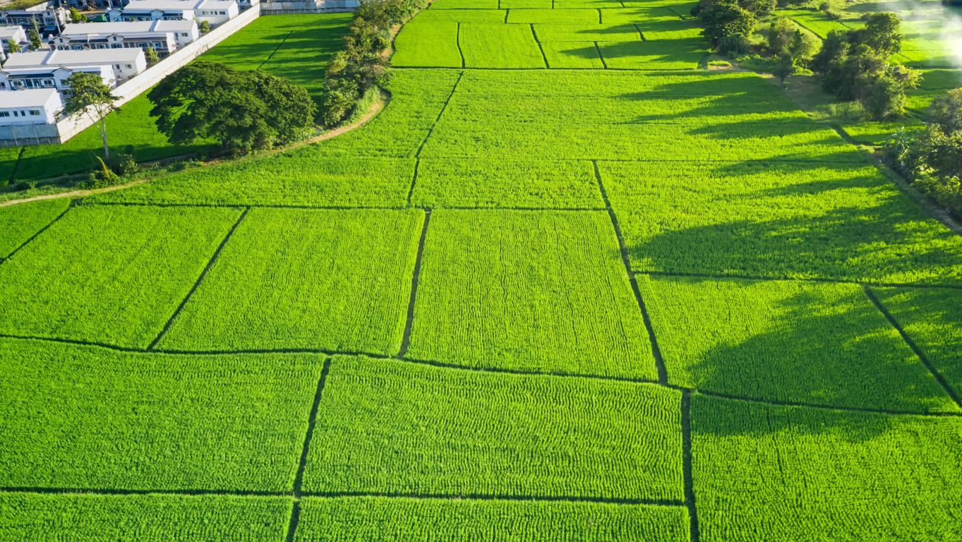 Prepara tu terreno para la venta: recomendaciones y tips �tiles