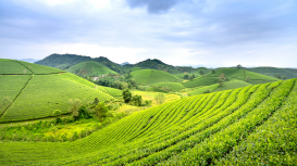 Rentar terrenos: maximiza tus ganancias con un enfoque estrat�gico y rentable